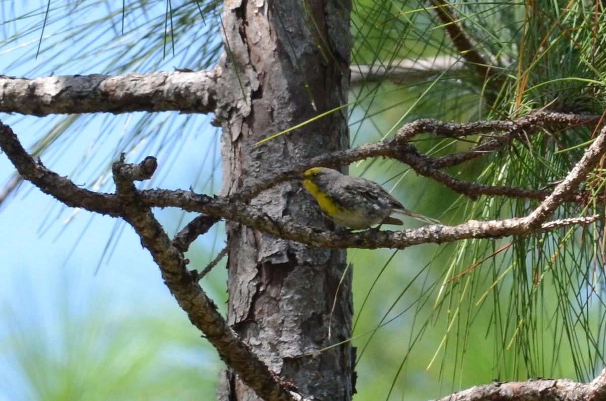 Olive-capped Warbler - ML228177411