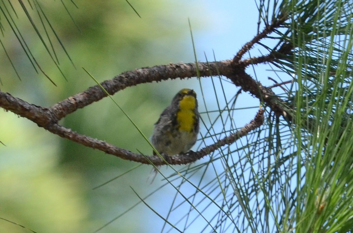 Olive-capped Warbler - ML228177421