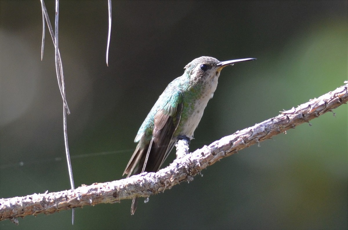 Cuban Emerald - ML228177461