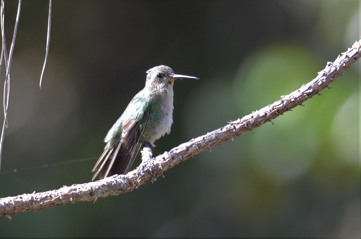 Cuban Emerald - ML228177481