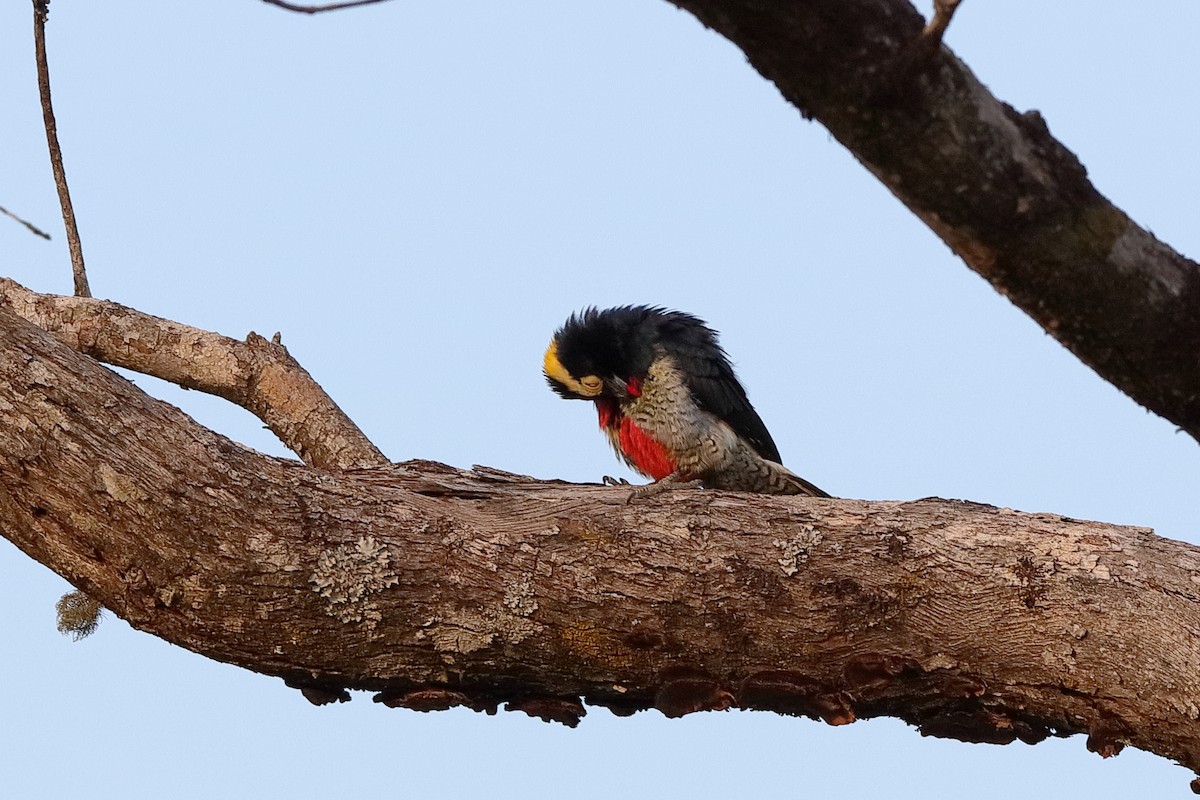 Yellow-tufted Woodpecker - ML228177681