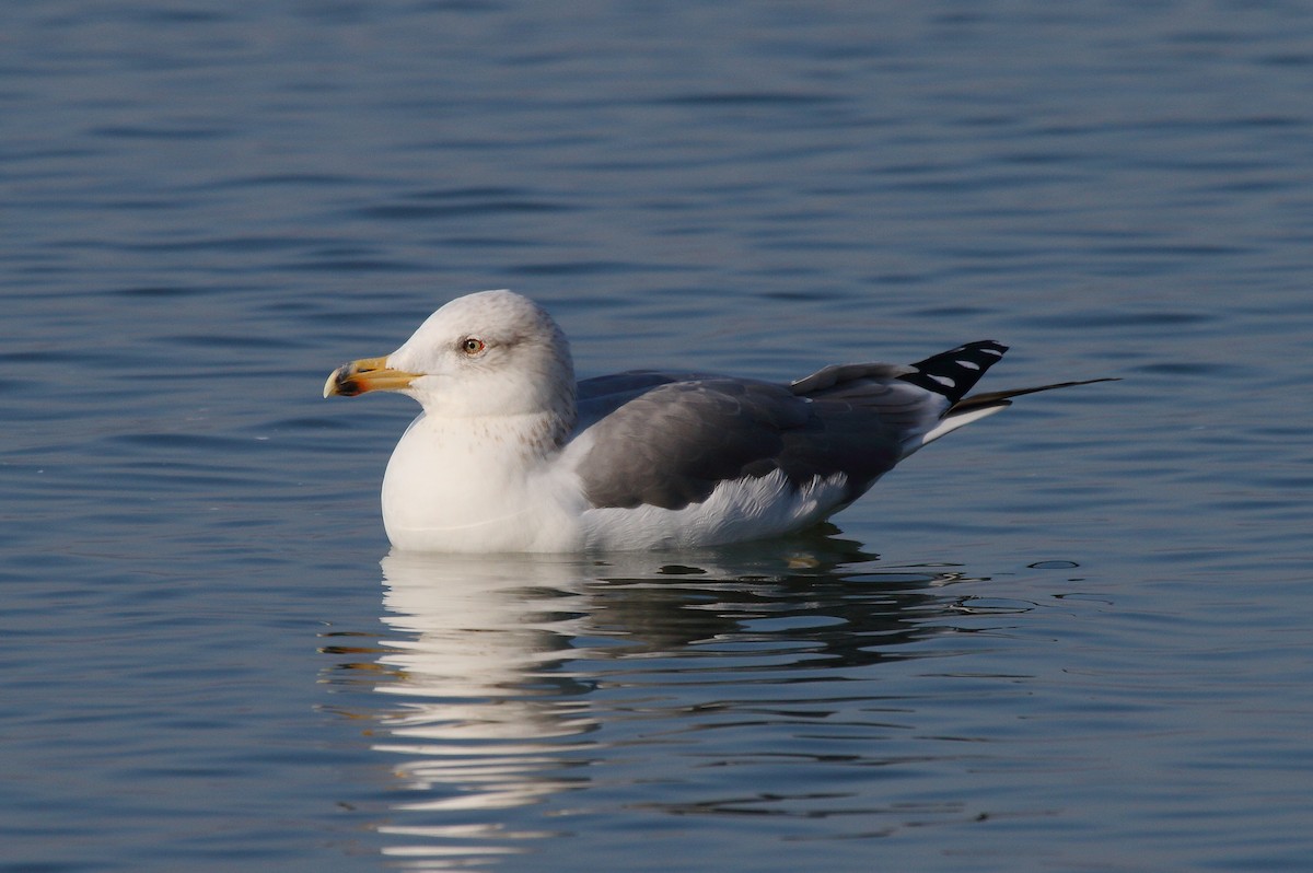 Yellow-legged Gull (michahellis) - Patrick J. Blake