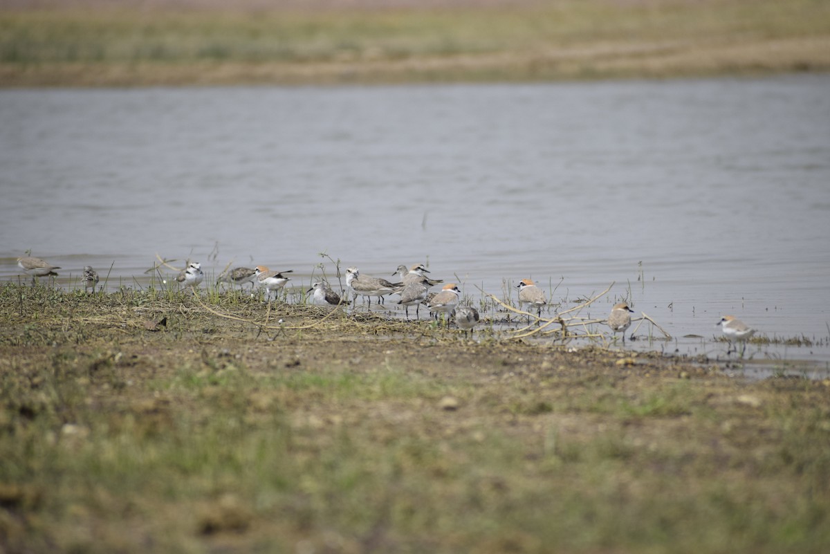 Kentish Plover - Jageshwer verma