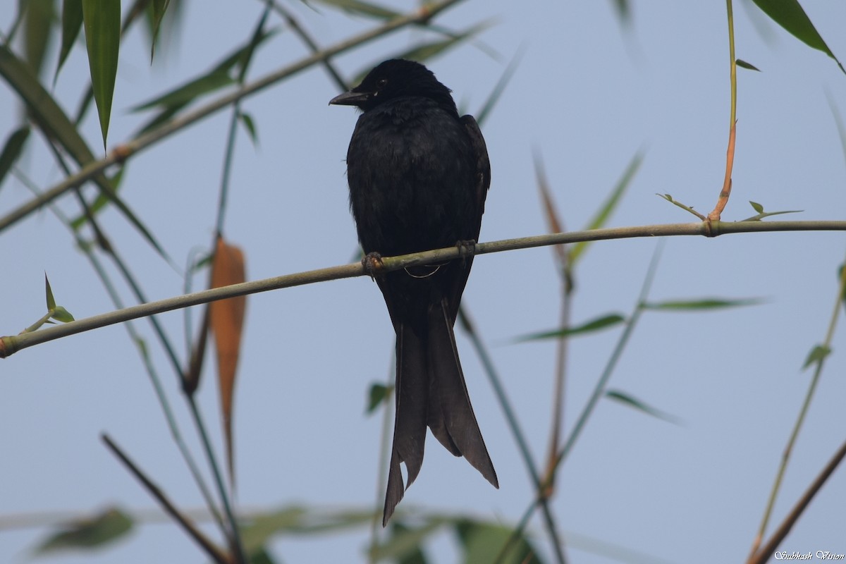 svartdrongo - ML228179241