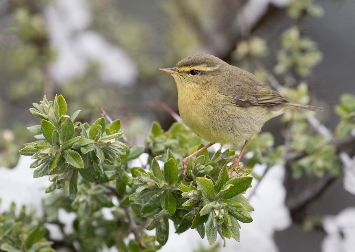 Tickell's Leaf Warbler (Alpine) - ML228179461