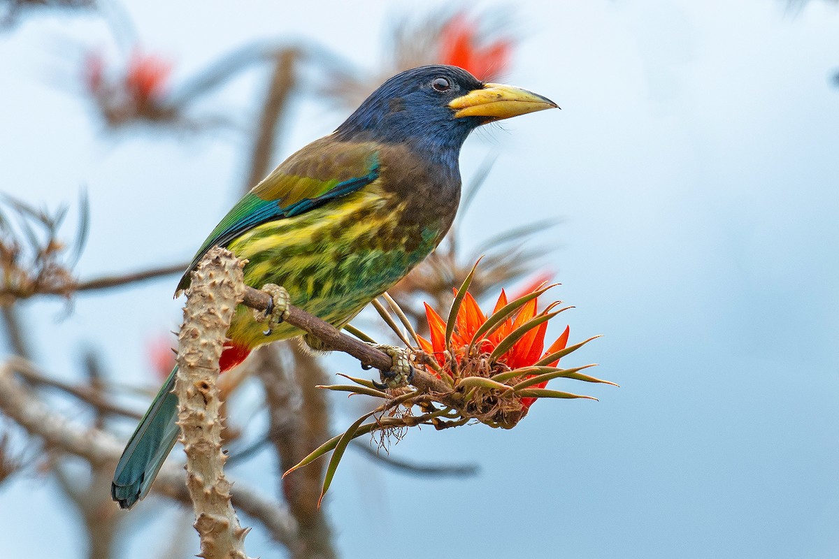 Great Barbet - ML228179541