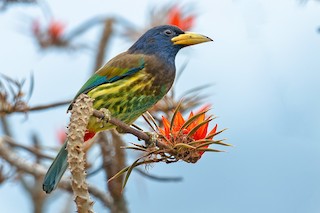 オオゴシキドリ - eBird
