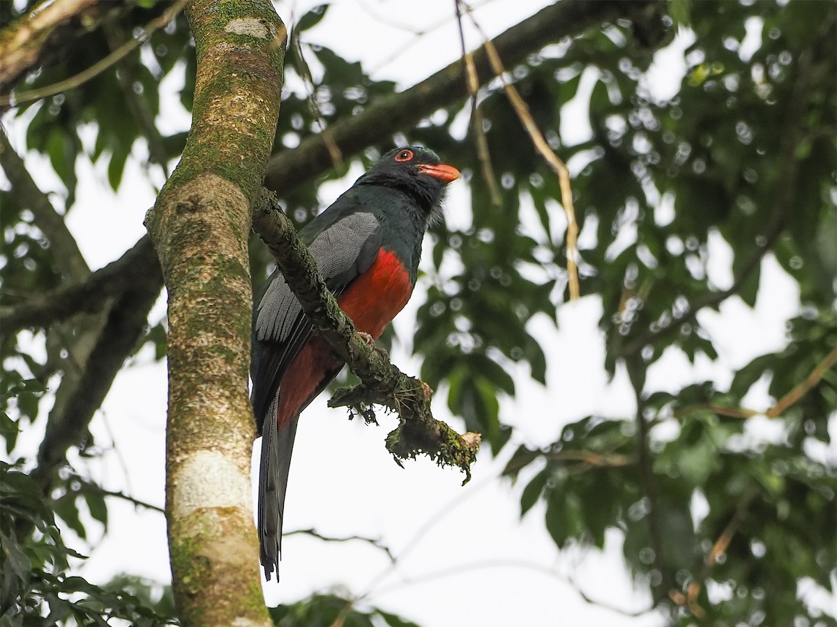 Gri Kuyruklu Trogon - ML228179801