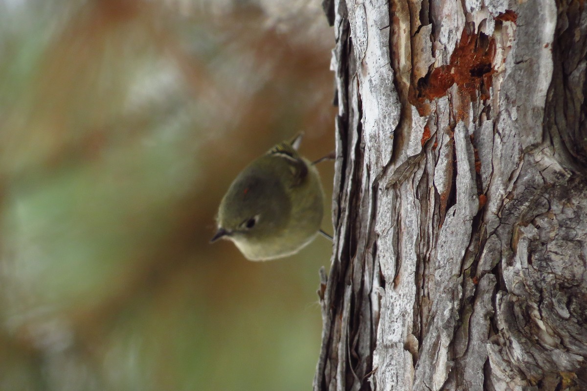 Ruby-crowned Kinglet - ML22818001