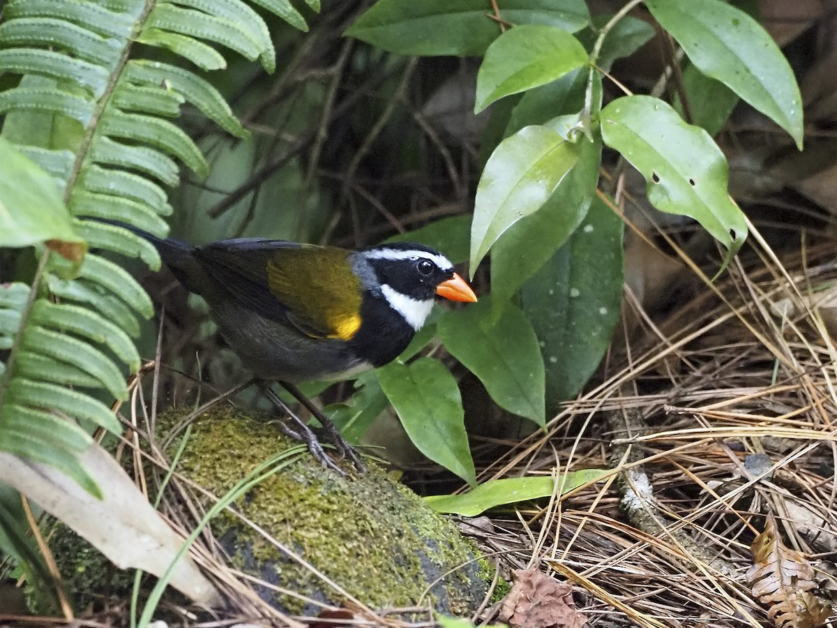 Orange-billed Sparrow - Manolo Arribas