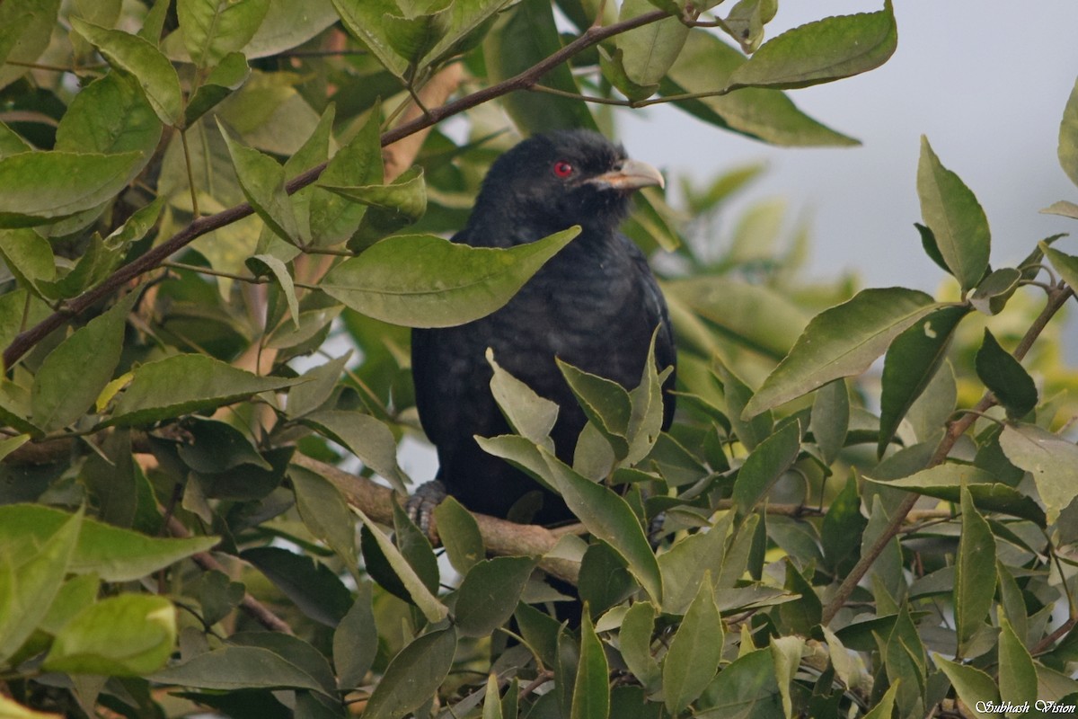 grønnebbkoel - ML228181191
