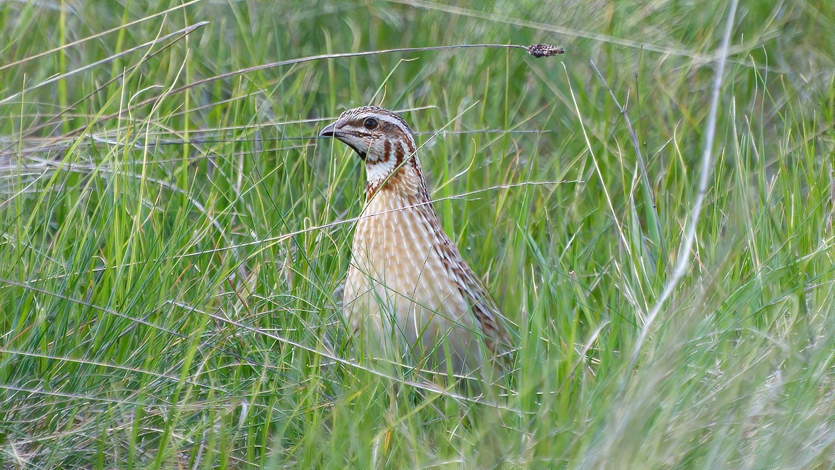 Common Quail - ML228181971