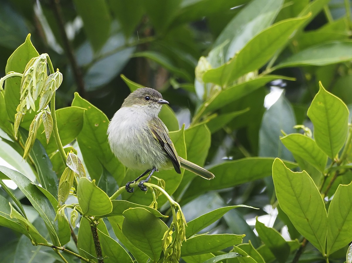 Mistletoe Tyrannulet - Manolo Arribas