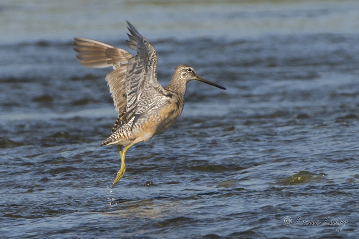 Long-billed Dowitcher - Lucien Lemay