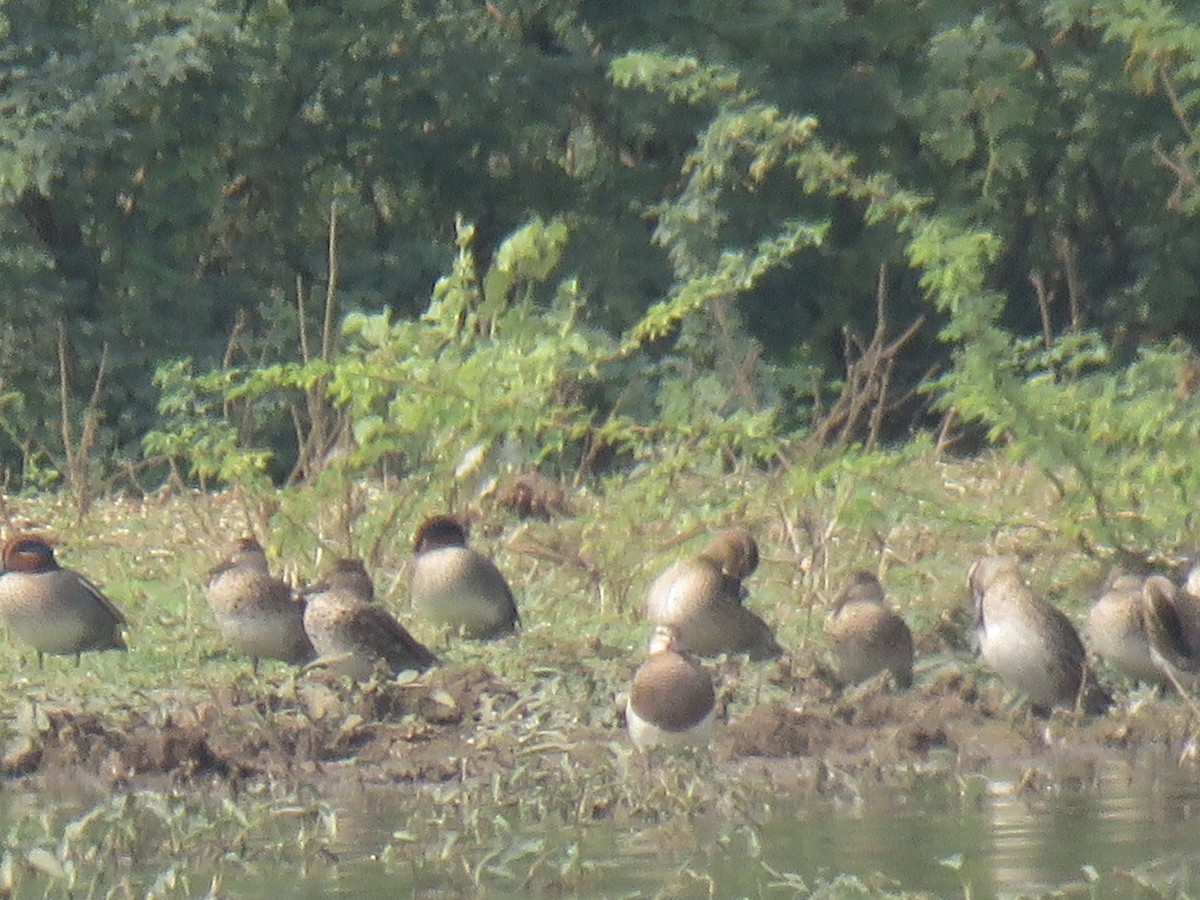 Green-winged Teal - Krishnamoorthy Muthirulan