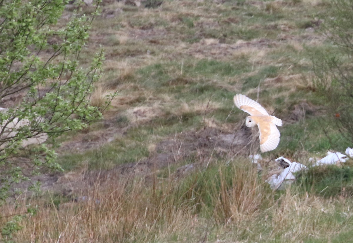 Barn Owl (Eurasian) - ML228185071