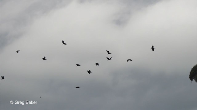 Southern Bald Ibis - ML228185281