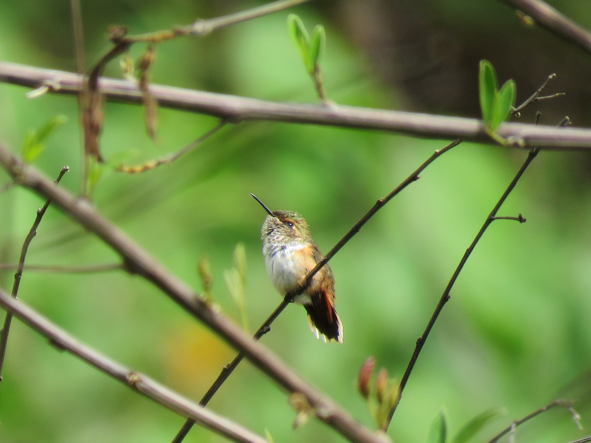 Colibri scintillant - ML228186191