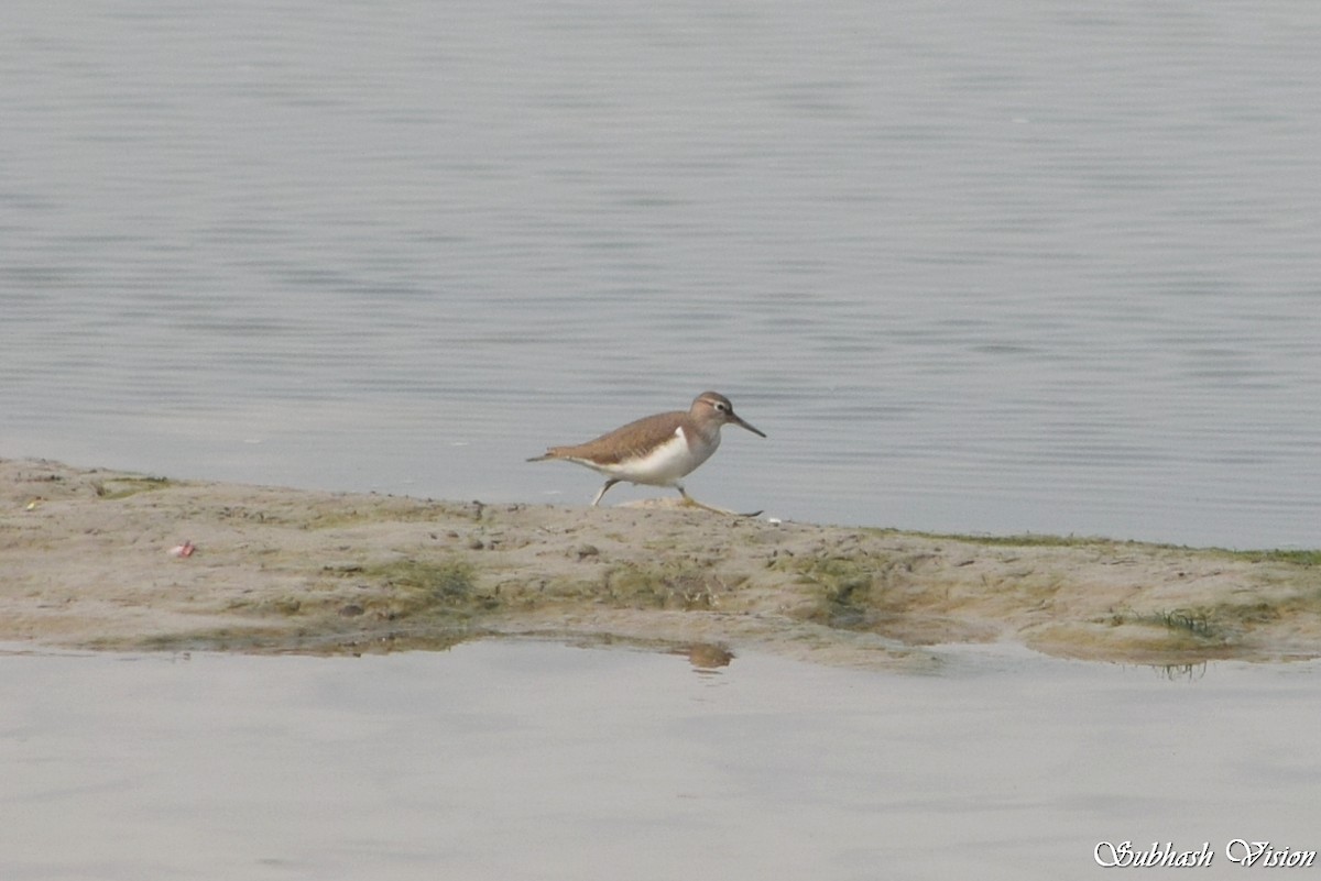 strandsnipe - ML228186291