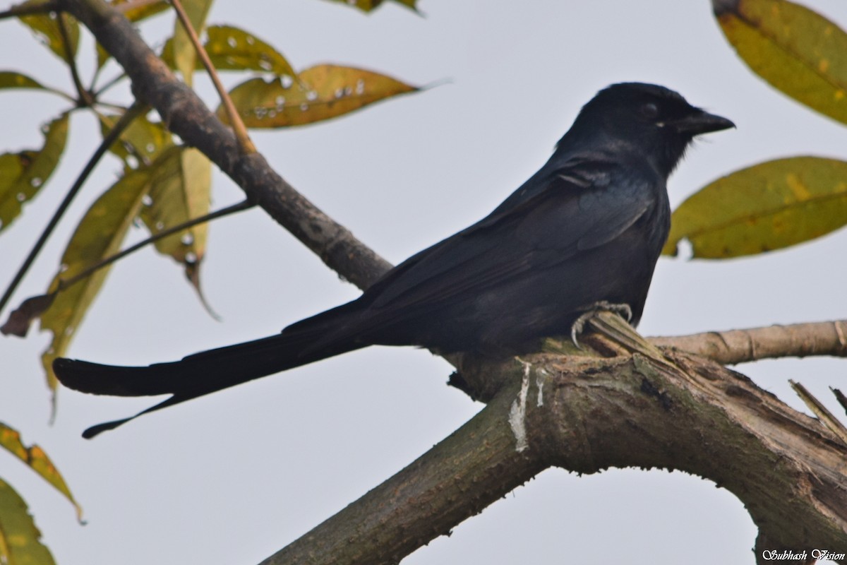 svartdrongo - ML228186501