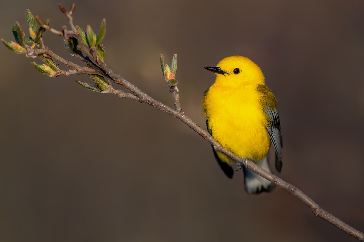 Prothonotary Warbler - ML228186841