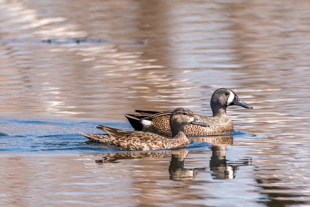 Blue-winged Teal - ML228187041