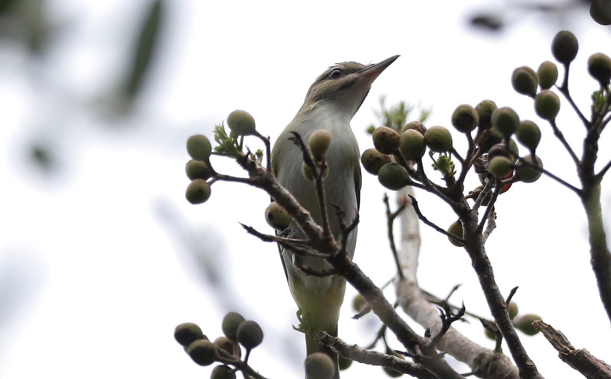 Black-whiskered Vireo - ML228187461