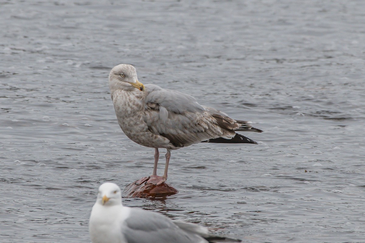 Herring Gull - Frank King