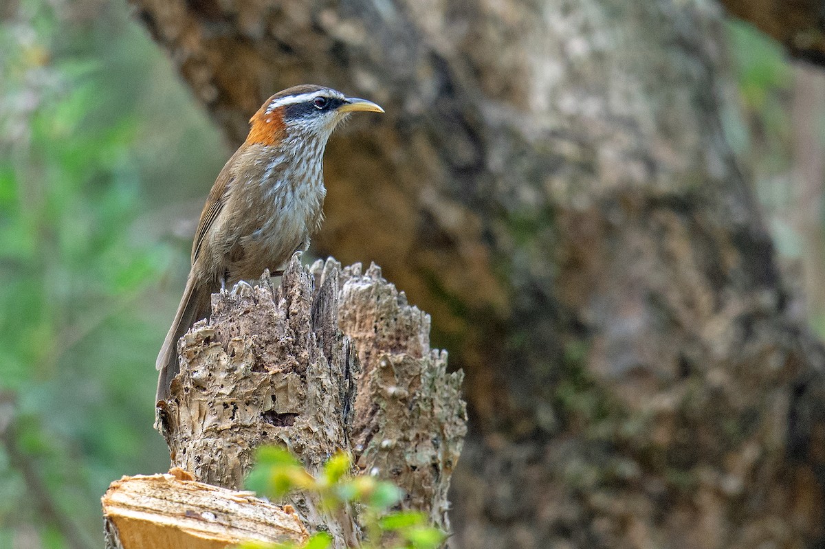Streak-breasted Scimitar-Babbler - ML228190151