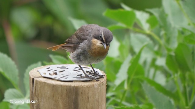 Cape Robin-Chat - ML228190321