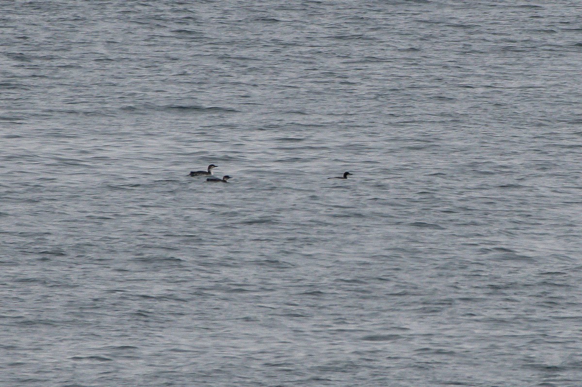 Common Loon - ML228190691