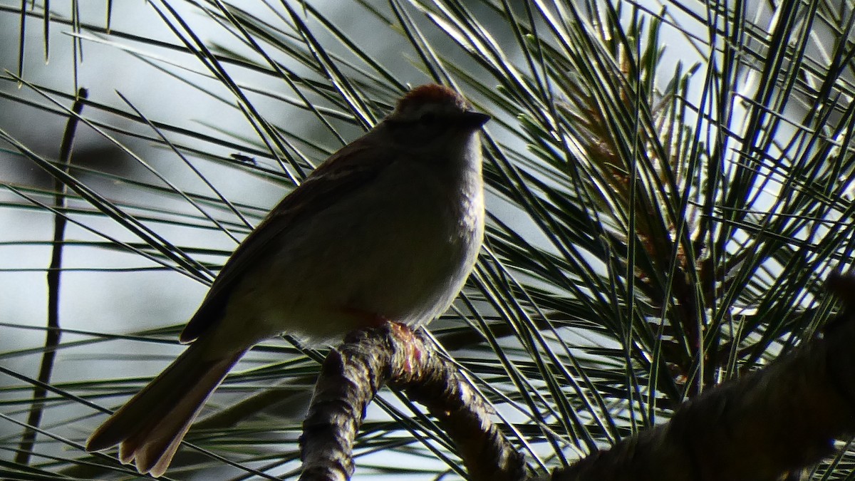 Chipping Sparrow - ML228190821
