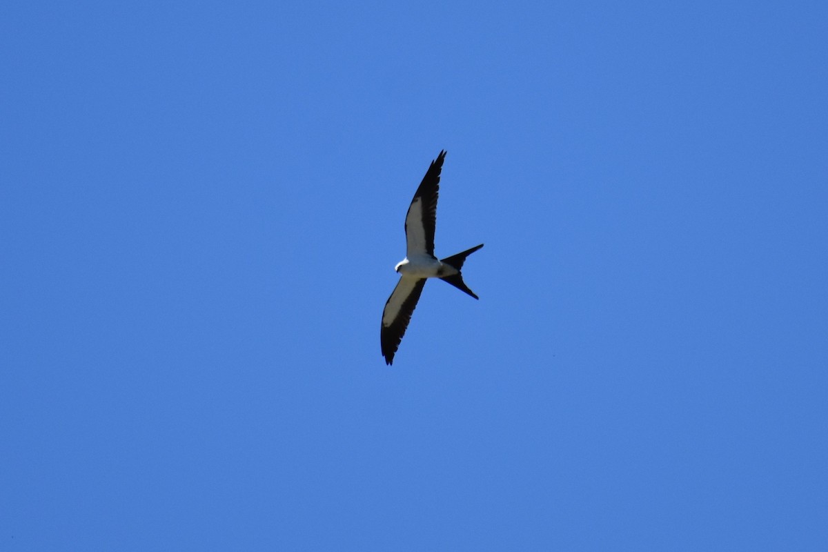 Swallow-tailed Kite - ML228193781