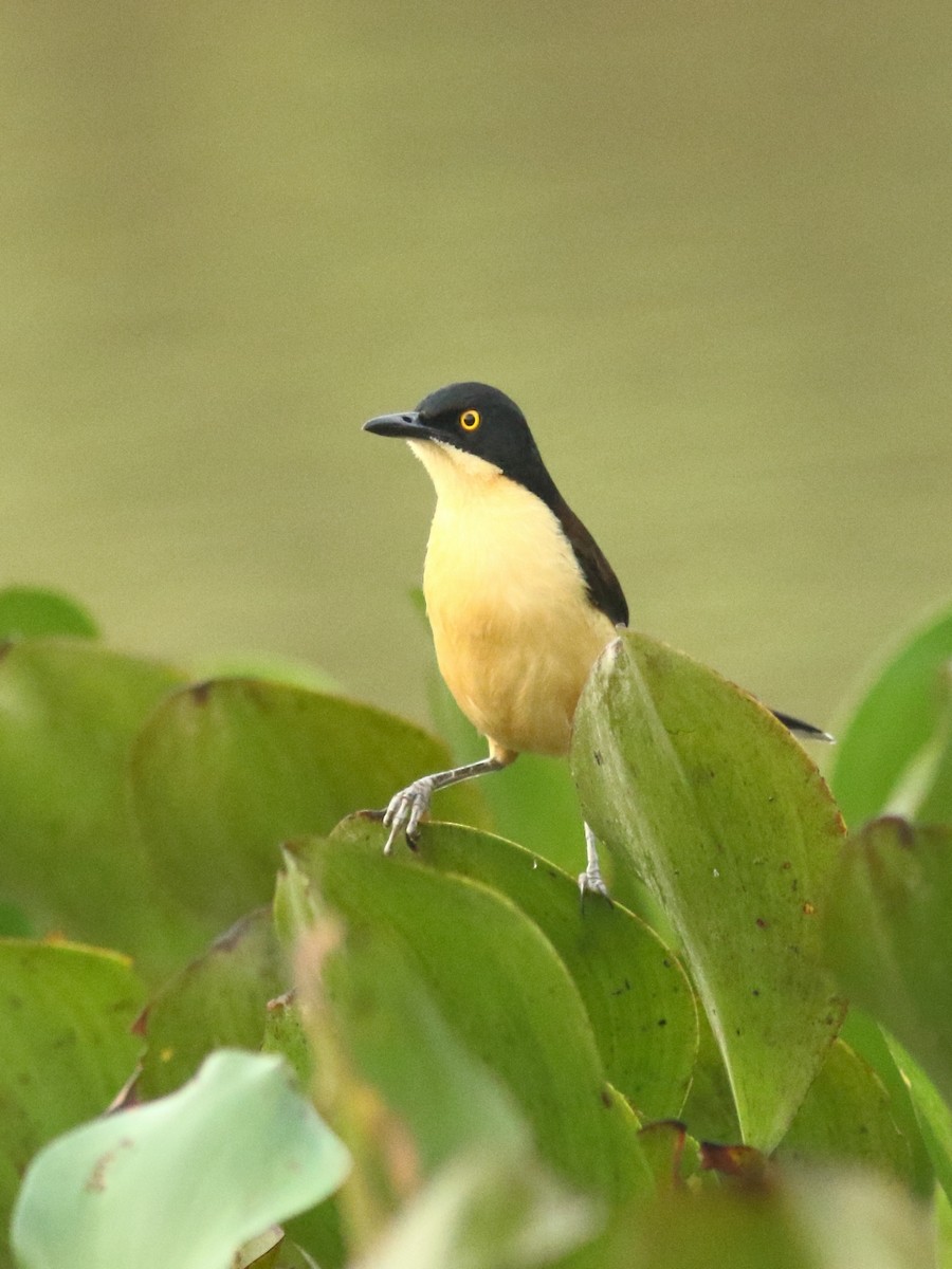 Black-capped Donacobius - Sue Oertli