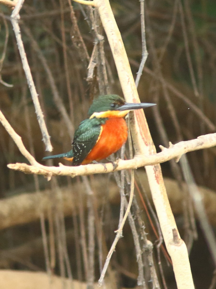 Green-and-rufous Kingfisher - ML228195571