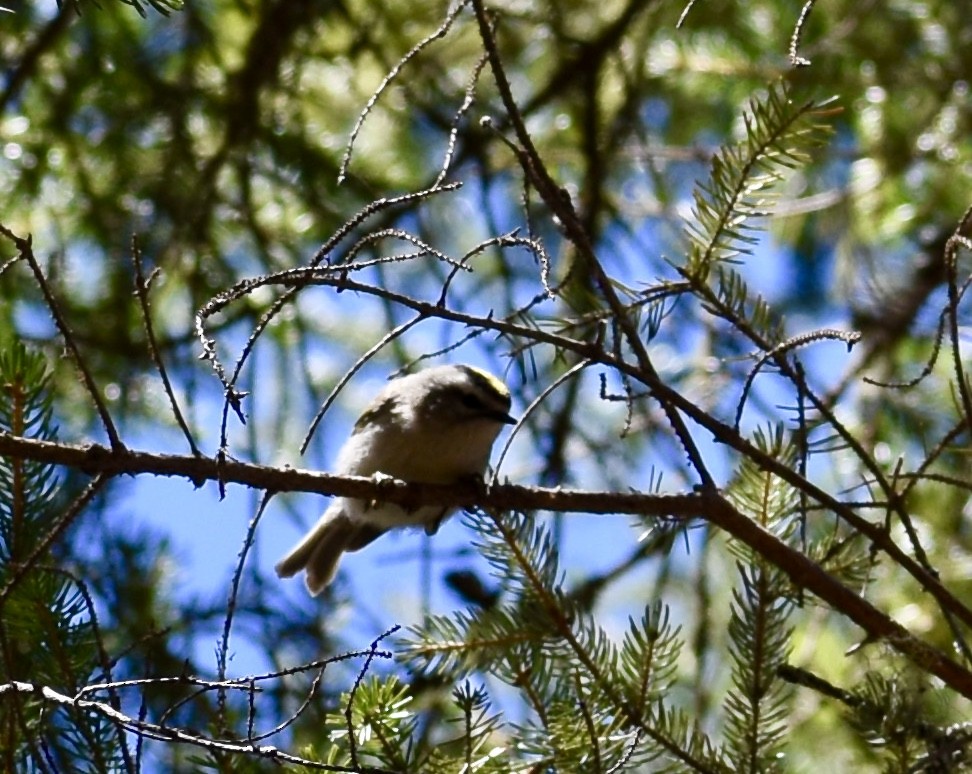 Golden-crowned Kinglet - Aletha Boyle