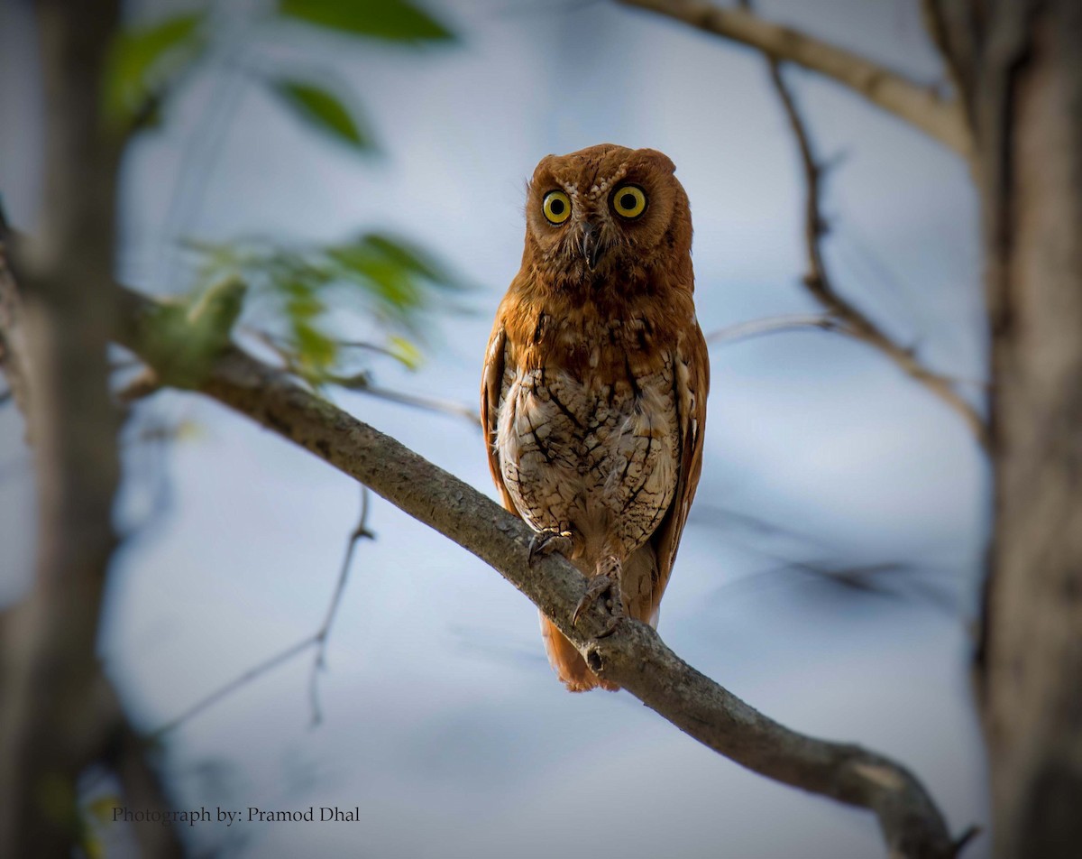 Oriental Scops-Owl - ML22819911