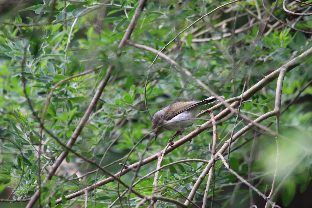 Gray Gerygone - ML228199191