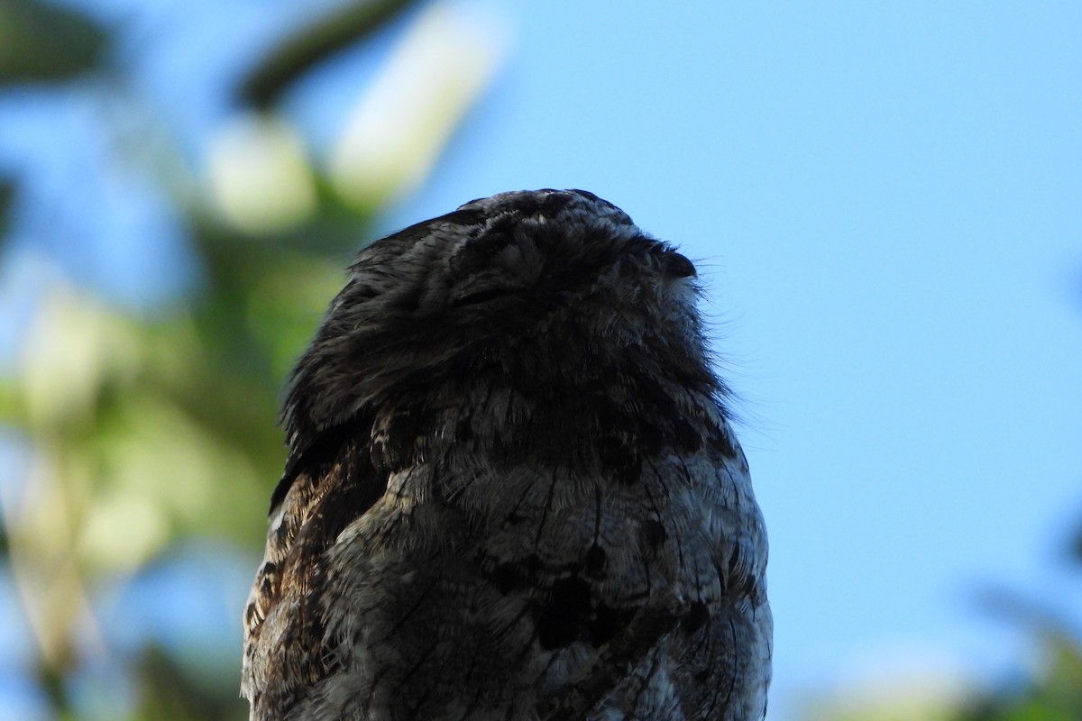 Common Potoo - ML228200751