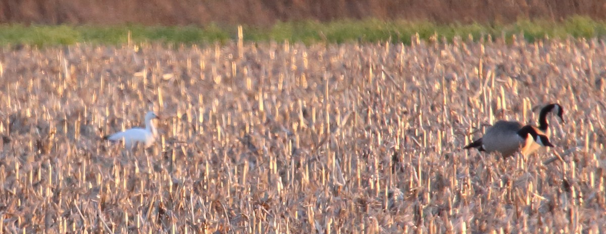 Snow Goose - ML228200811