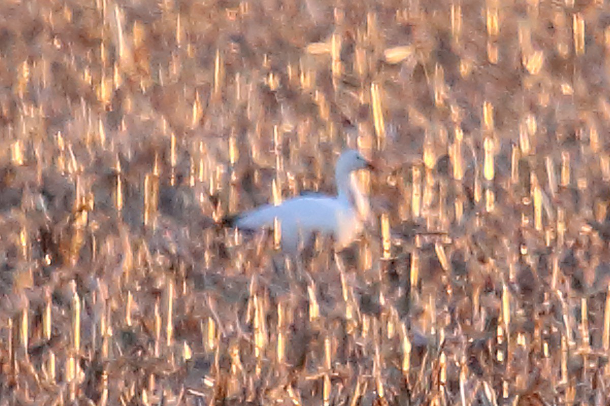 Snow Goose - ML228200821