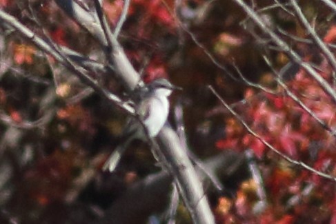 Gray Kingbird - ML228201171