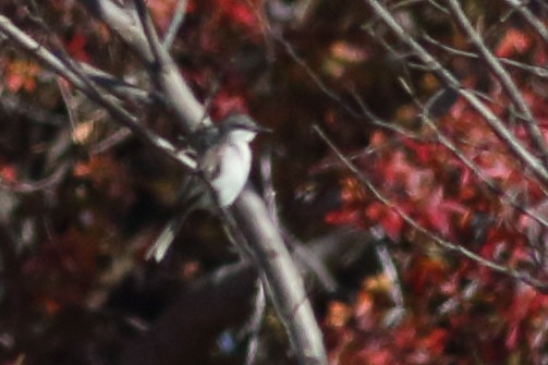Gray Kingbird - ML228201181