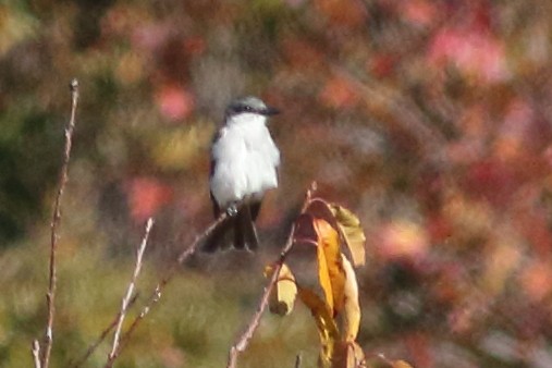Gray Kingbird - ML228201191