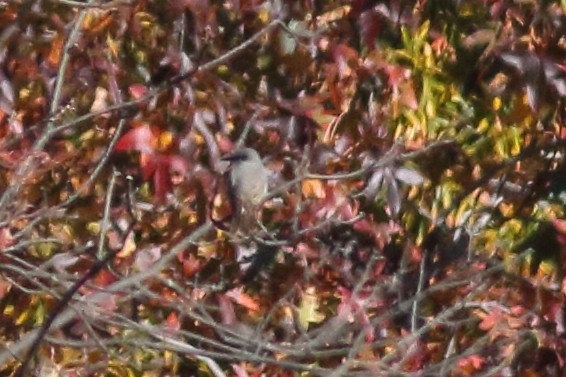 Gray Kingbird - ML228201201