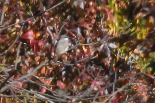 Gray Kingbird - ML228201211