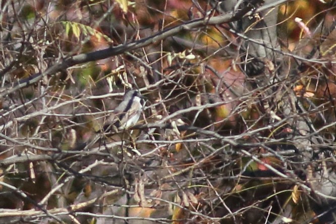 Gray Kingbird - ML228201221