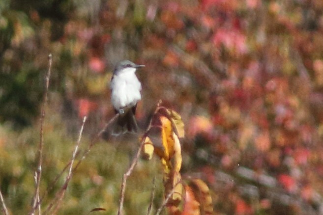 Gray Kingbird - ML228201231