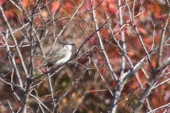 Gray Kingbird - ML228201241