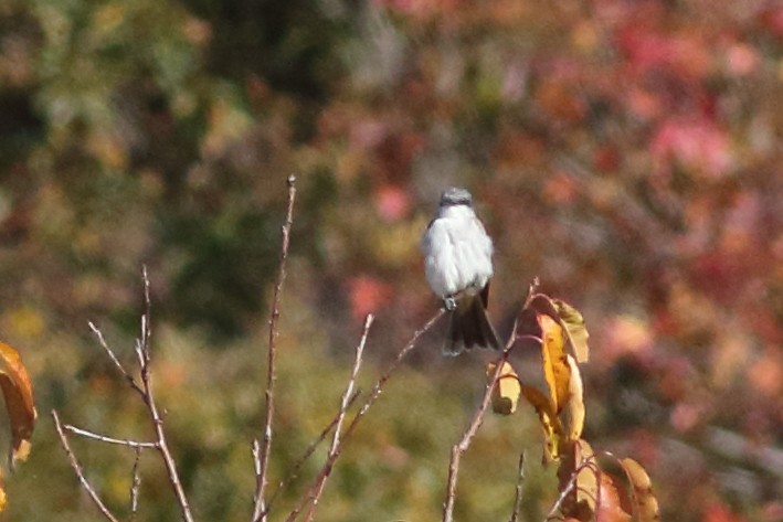 Gray Kingbird - ML228201251